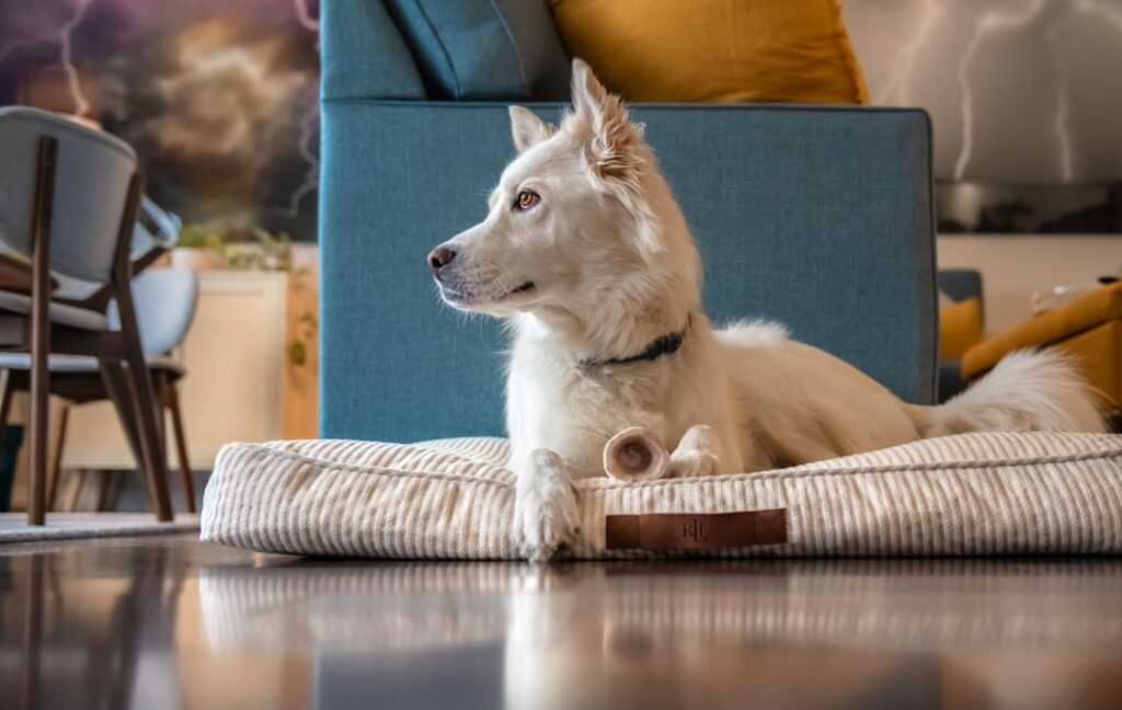 Pet-Safe Home Fragrance: Elevating Your Clean Sanctuary - minimalist dog home fragrance